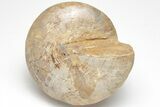 Polished Fossil Gastropod (Pleurotomaria) - Madagascar #207539-3